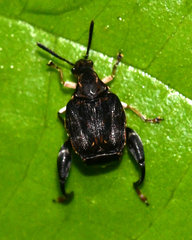 Bruchinae