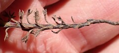 Ursinia trifida