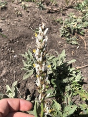 Chlorophytum macrophyllum