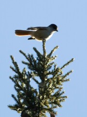 Perisoreus infaustus