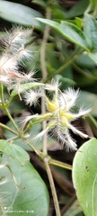 Clematis formosana
