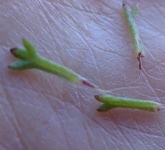 Ursinia trifida