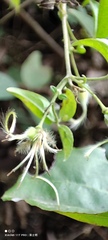 Clematis formosana