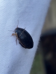 Thermonectus basillaris