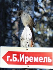 Perisoreus infaustus