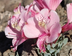 Alstroemeria umbellata