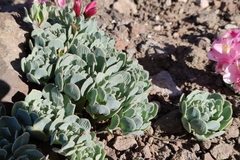 Alstroemeria umbellata