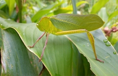 Steirodon