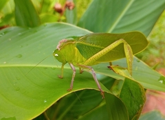 Steirodon
