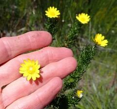 Euryops pinnatipartitus