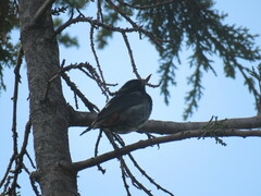 Diglossa carbonaria