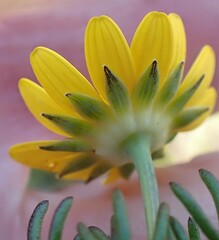 Euryops pinnatipartitus