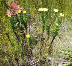 Euryops pinnatipartitus