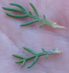 Euryops pinnatipartitus