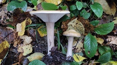 Melanoleuca grammopodia