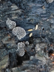 Resupinatus trichotis