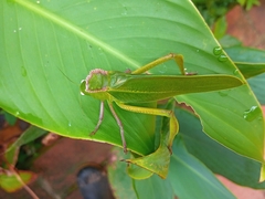 Steirodon