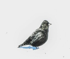 Melanocorypha yeltoniensis