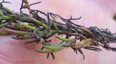 Euryops pinnatipartitus