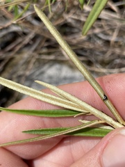 Croton linearis