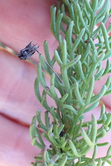 Euryops pinnatipartitus