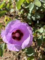 Malvales