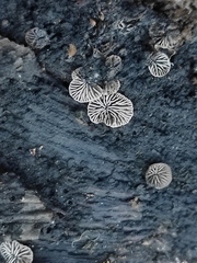 Resupinatus trichotis