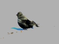 Melanocorypha yeltoniensis