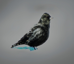 Melanocorypha yeltoniensis