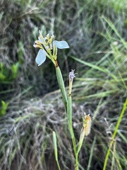 Moraea brevistyla