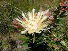 Protea aurea aurea