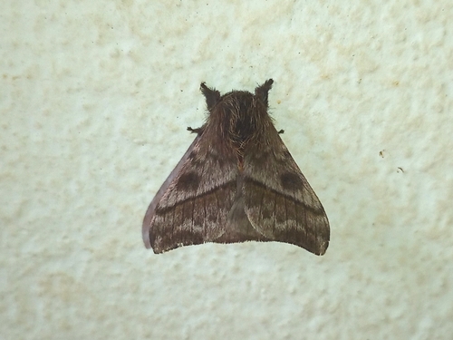 Hylesia remex