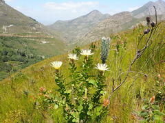 Protea aurea aurea
