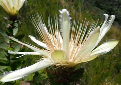 Protea aurea aurea
