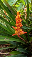 Aechmea catendensis