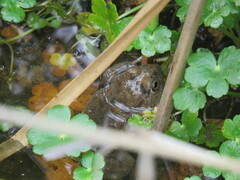 Pleurodema cinereum