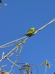 Merops viridissimus