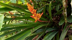 Aechmea catendensis