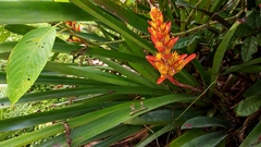 Aechmea catendensis