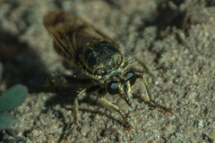 Laphriinae
