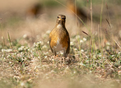 Turdus chrysolaus