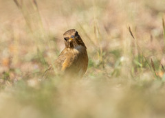 Turdus chrysolaus