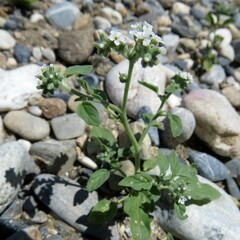 Heliotropium ellipticum
