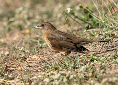 Turdus chrysolaus