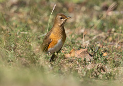 Turdus chrysolaus