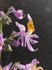Schizanthus hookeri