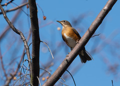 Turdus chrysolaus