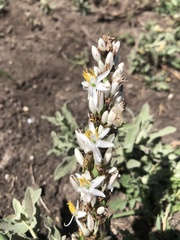 Chlorophytum macrophyllum