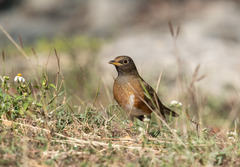 Turdus chrysolaus