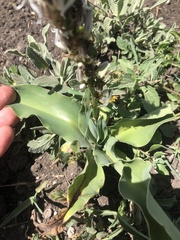 Chlorophytum macrophyllum